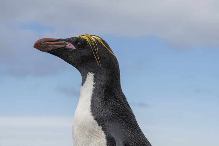 Elephant island, antarctica. close-up portraits of a  macaroni penguin