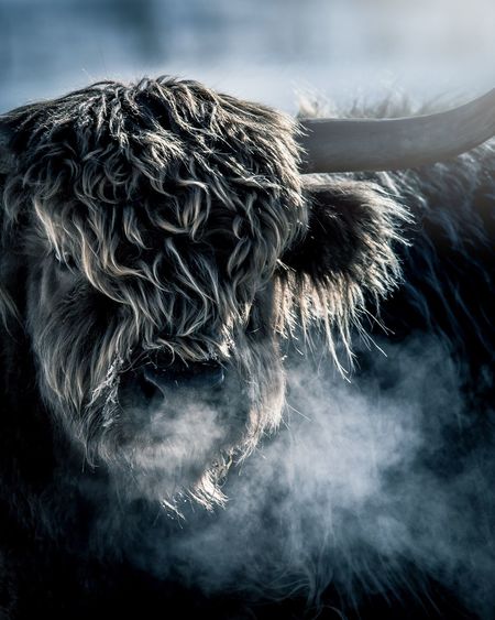 Close-up of highland cattle during winter