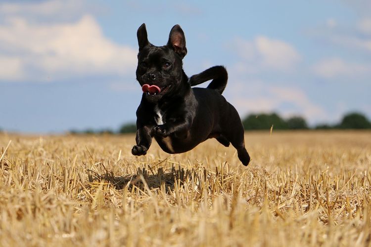 Black dog on field against sky