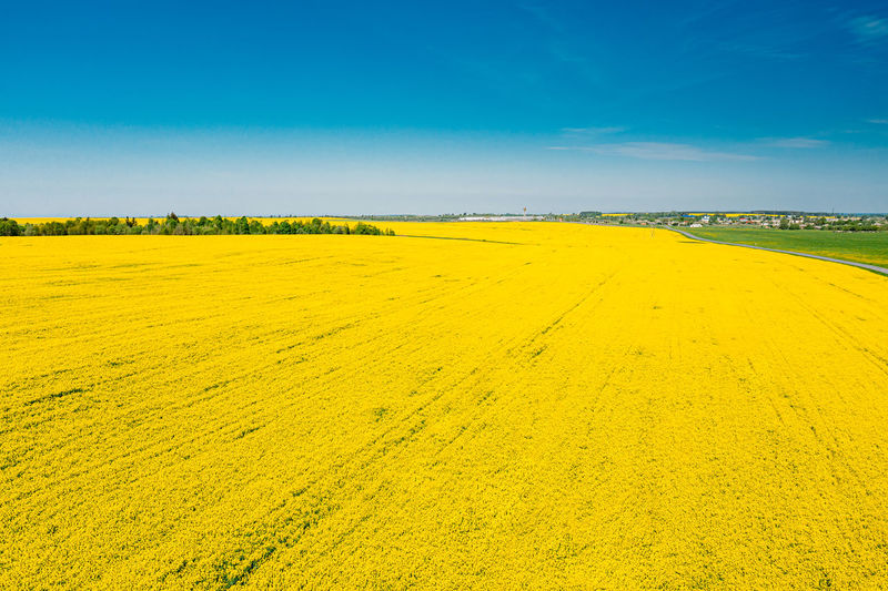 Scenic view of yellow field against sky