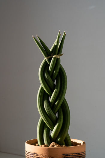 A green cozy plant, woven into a pigtail.