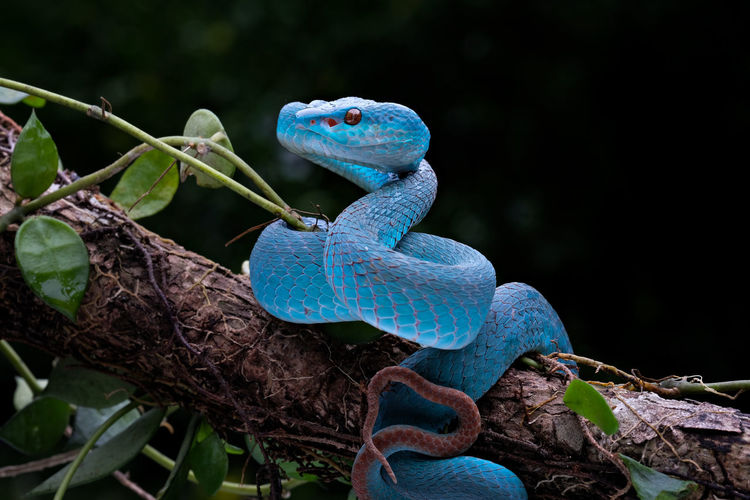 A blue viper snake is on standby against enemy threats in the tree branches