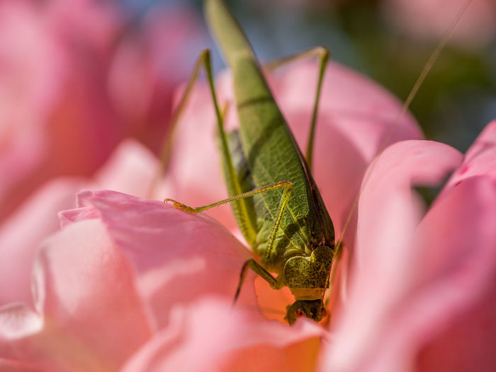 Close-up of pink rose with grasshopper 