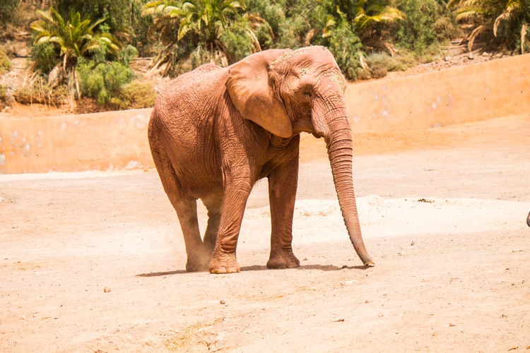 Elephant walking in a zoo