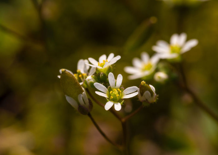 Close-up of white flowering plant