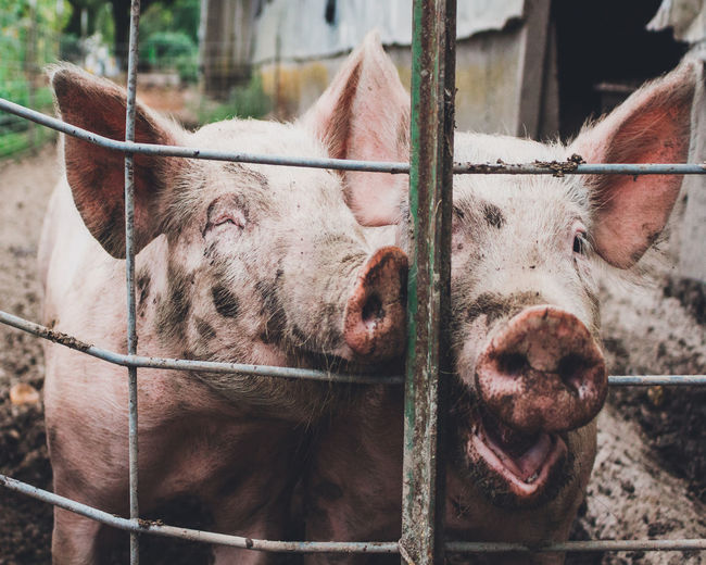 Close-up of pigs in cage at zoo