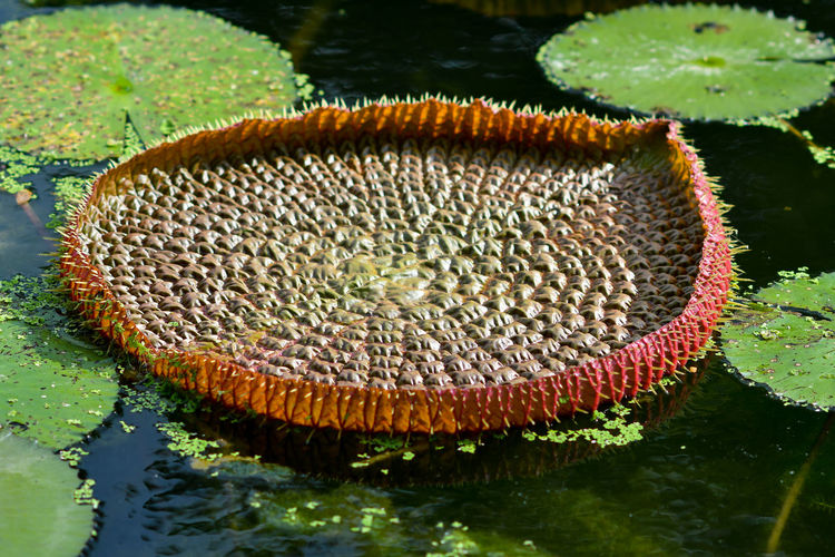 High angle view of lotus in lake