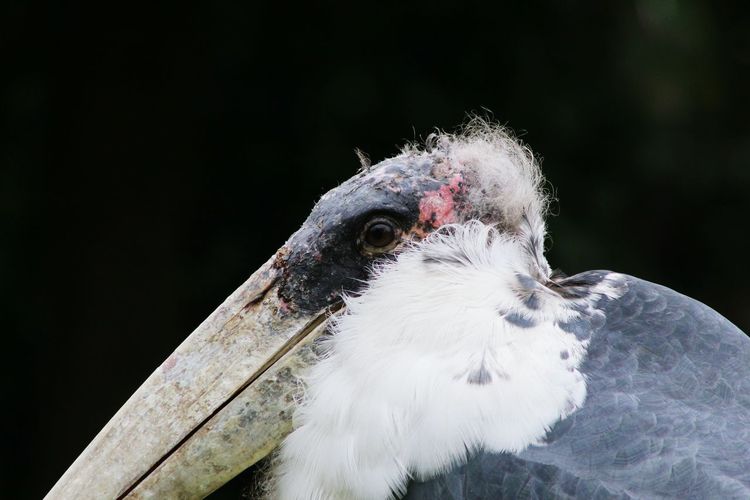 Close-up of stork
