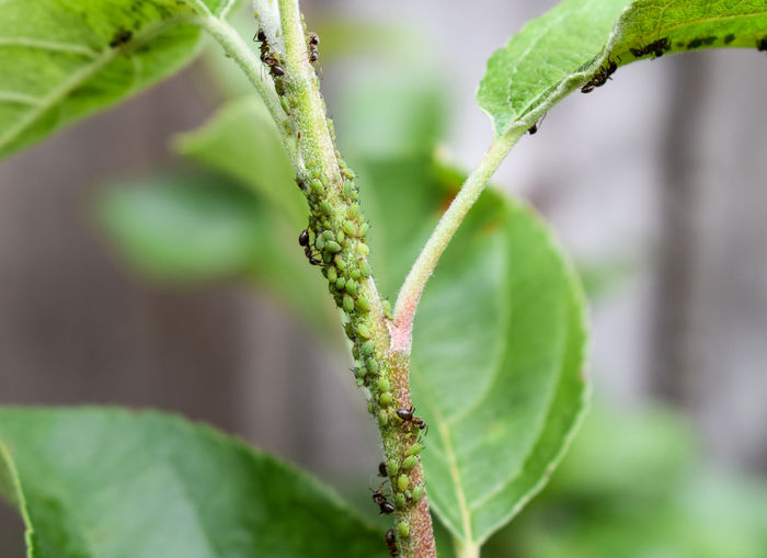 Close-up of ants on plant