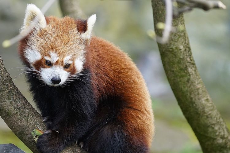 Close-up of red panda on tree