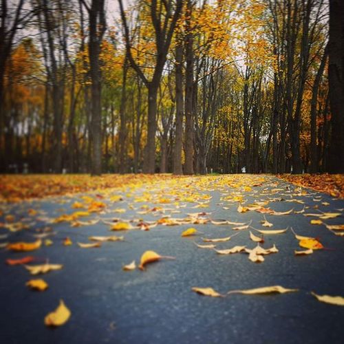 Fallen leaves on road