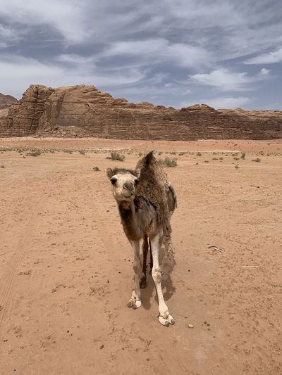 Camel in a desert wadi rum national park - jordan