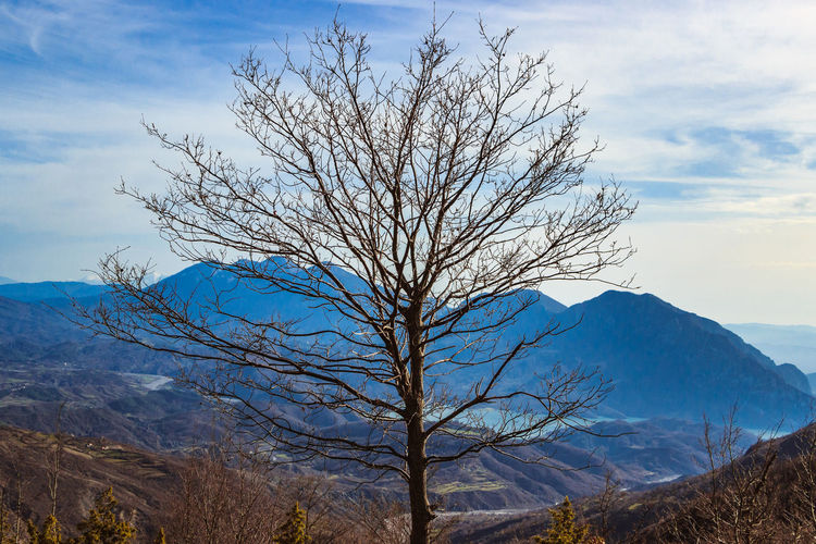Bare tree against mountain