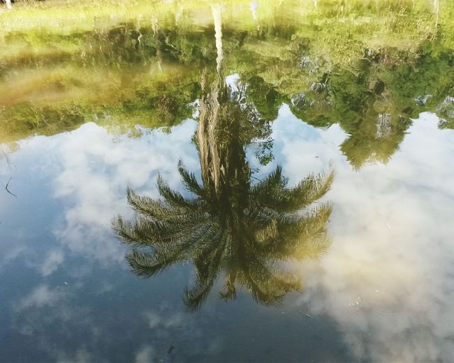 High angle view of reflection of trees in water
