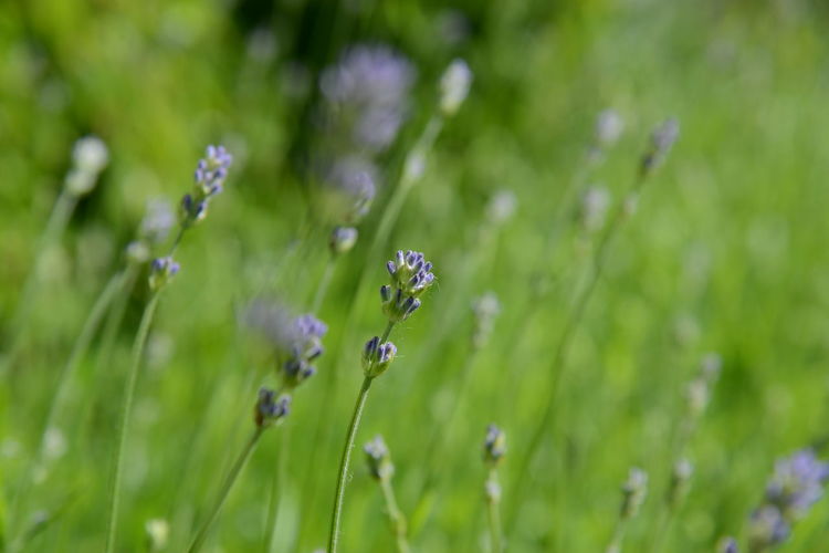 Close-up of wet purple flowering plants on field