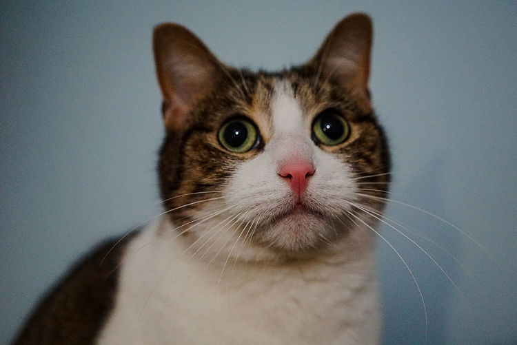 Close-up of cat against wall