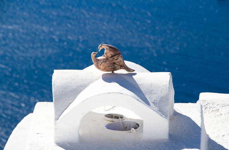 Close-up of dove statue on retaining wall against sea at santorini
