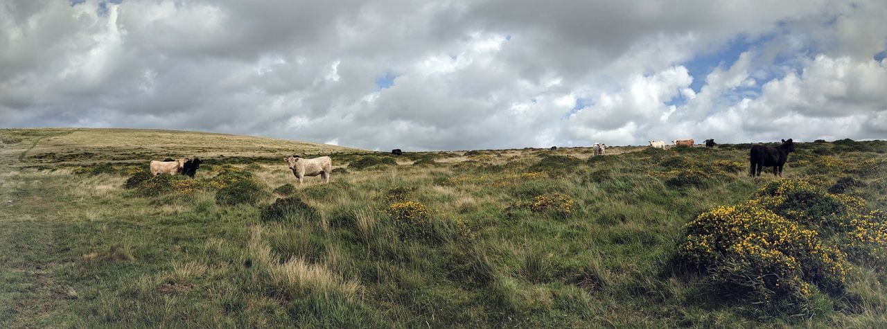Panoramic view of cows on field against sky