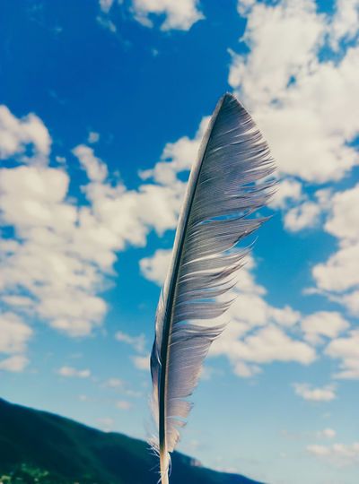 Low angle view of feather against sky