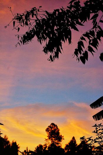 Silhouette of trees during sunset