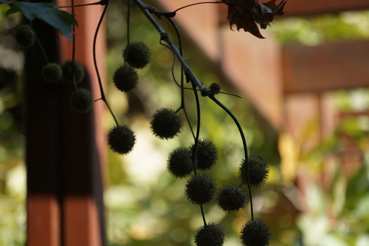 Close-up of flowering plant against blurred background