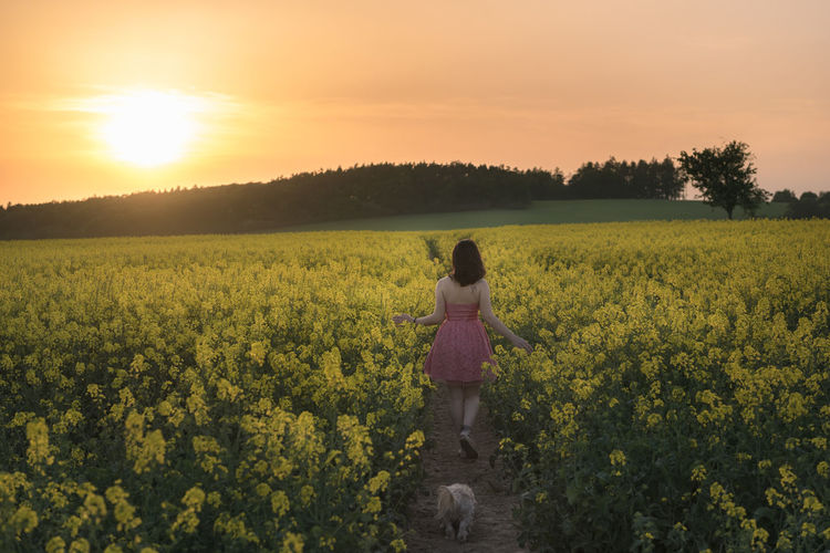 Rear view of woman walking with dog amidst oilseed rape field against sky during sunset