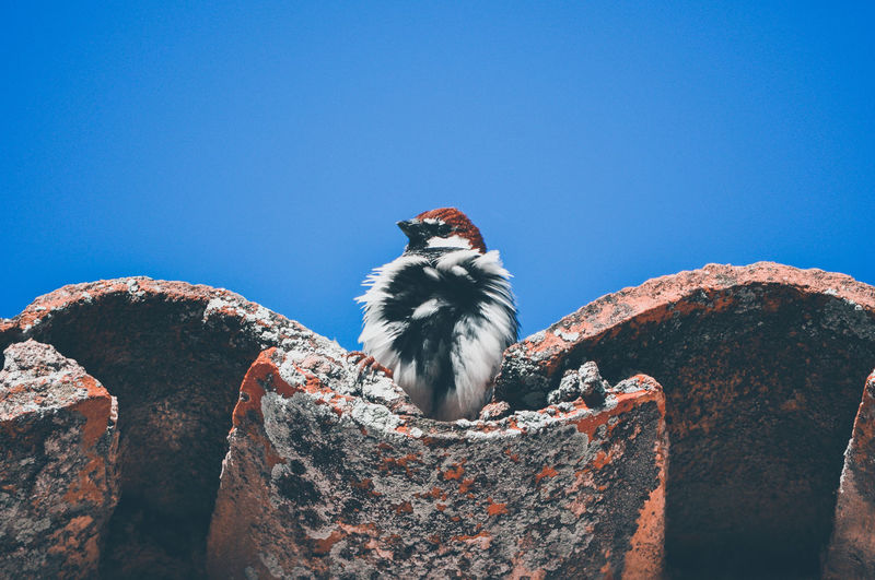 Low angle view of bird perching on roofs tile