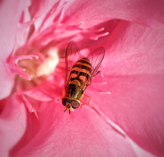 Hoverfly perching on flower