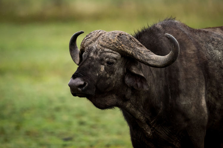 Close-up of cape buffalo on field