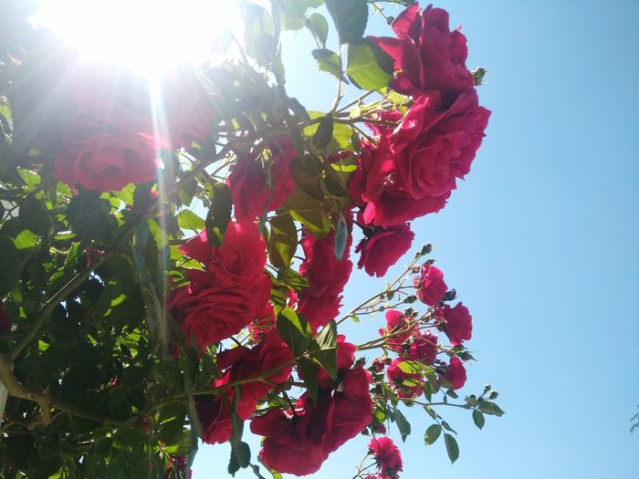 Low angle view of red flowering plant against bright sun