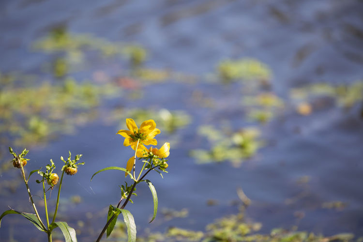 Sunflowers in a swamp
