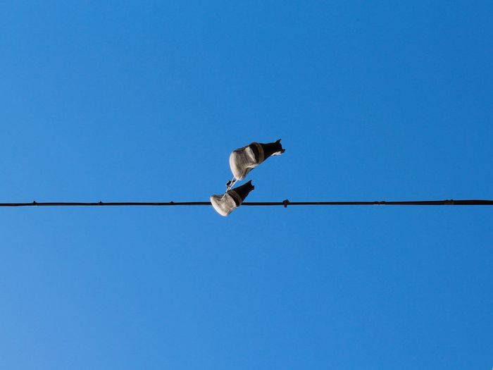 Bird perching on pole against clear sky