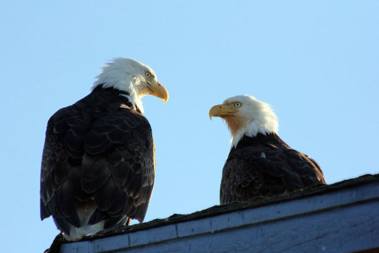 Low angle view of bald eagles perching on roof