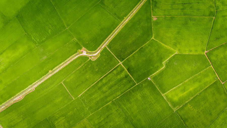 High angle view of green leaf on field