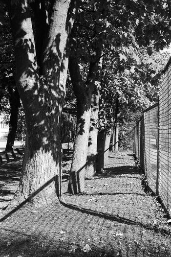 Narrow walkway along trees