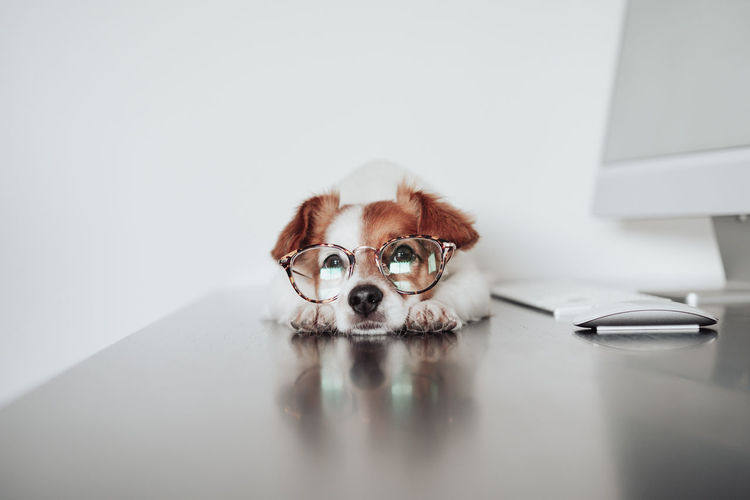 Beautiful jack russell dog wearing eye wear working at home office on computer. technology and pets