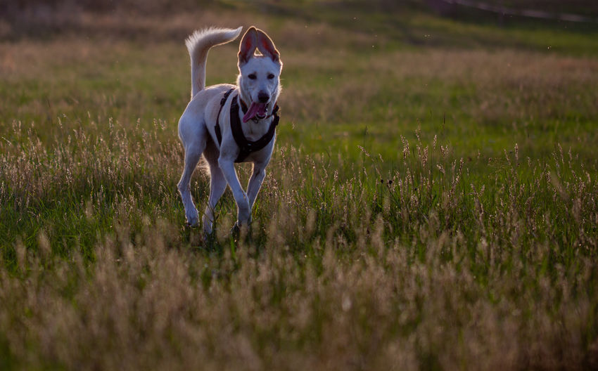 Dog running in a field