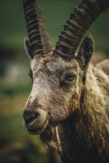 Close-up of alpine ibex