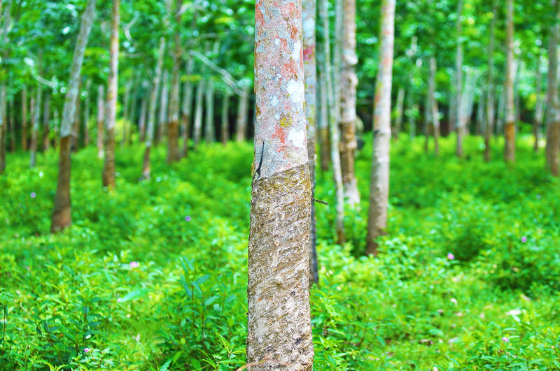 Rubber trees in forest