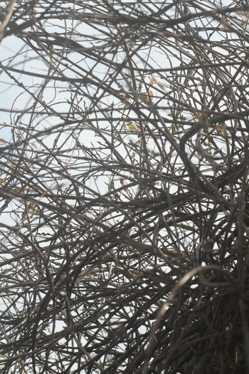 branch