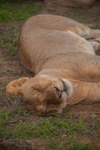 Close-up of lioness lying on field