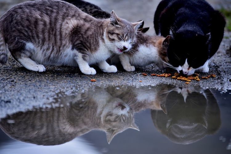 High angle view of cats drinking water