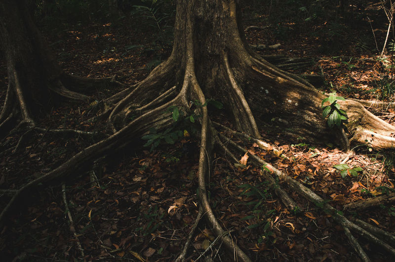 High angle view of tree roots on field