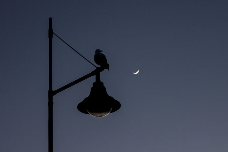 Low angle view of illuminated bird perching against clear sky