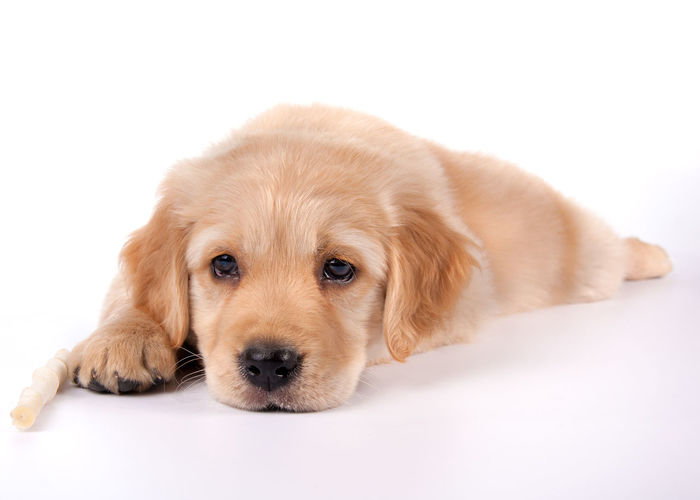 Portrait of puppy lying on white background