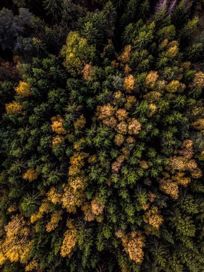 High angle view of tree in forest