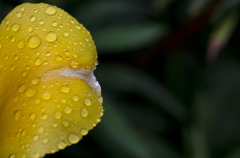 Close-up of wet yellow flower