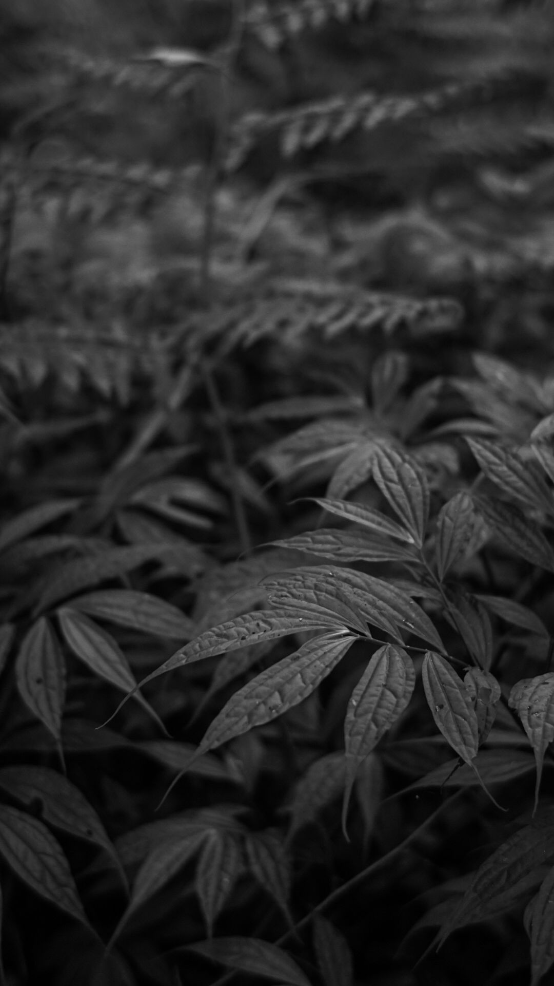 black and white, plant, monochrome photography, leaf, monochrome, plant part, growth, black, nature, close-up, no people, focus on foreground, beauty in nature, branch, darkness, tree, land, day, outdoors, soil, flower, field, freshness, backgrounds, food