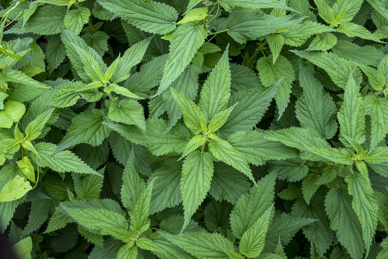 Close up of nettle leaves.