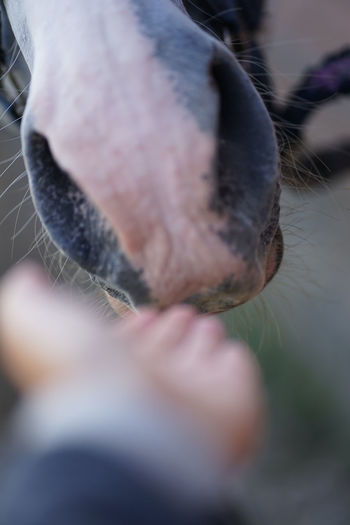 Close up of female hand stroking a brown horse nose- tenderness and caring for animals concept.